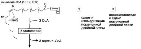 Собственно β-окисление жирных кислот - student2.ru