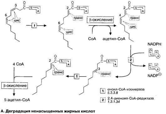 Собственно β-окисление жирных кислот - student2.ru