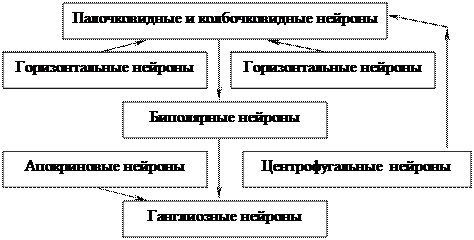 Собственно сосудистая оболочка - student2.ru