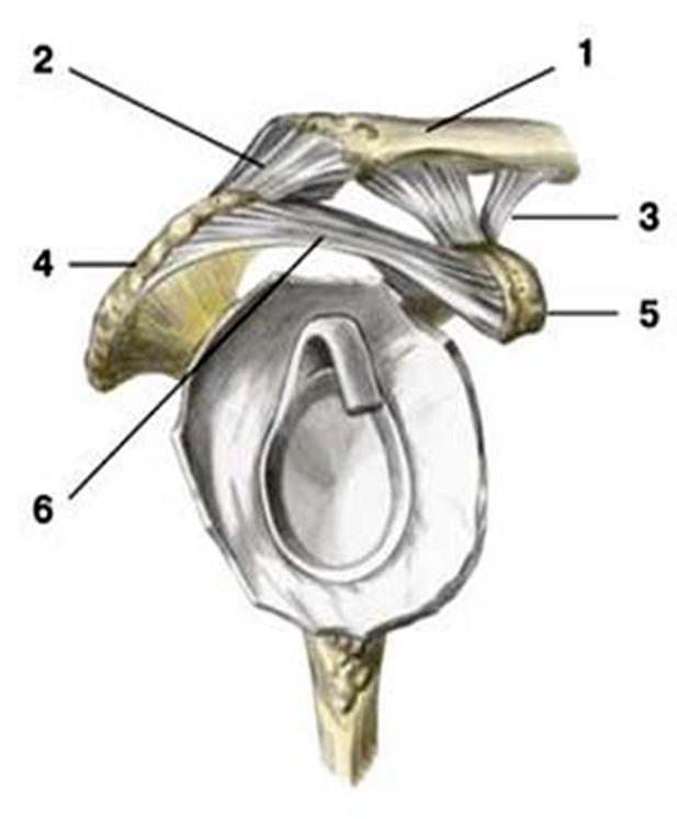 Соединения костей пояса верхней конечности - student2.ru