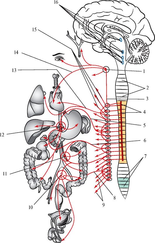 Сомптическая часть вегетативной нервной системы - student2.ru