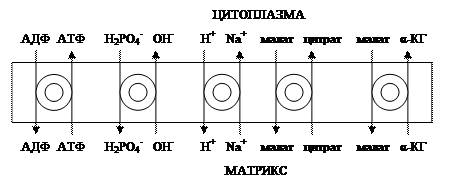 Сопряжения и разобщения окислительного фосфорилирования - student2.ru