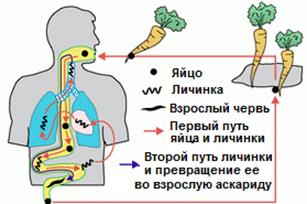 Сосальщики (печеночный сосальщик) - student2.ru