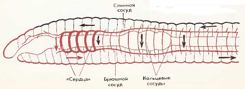 Сосальщики (печеночный сосальщик) - student2.ru