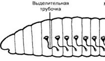 Сосальщики (печеночный сосальщик) - student2.ru