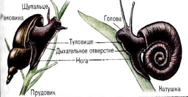 Сосальщики (печеночный сосальщик) - student2.ru