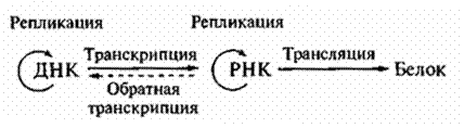 Состав и пространственная организация белковой молекулы - student2.ru