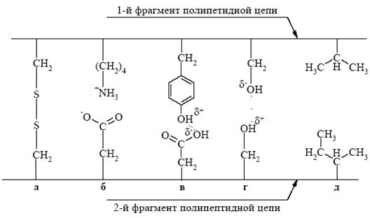 Состав и пространственная организация белковой молекулы - student2.ru