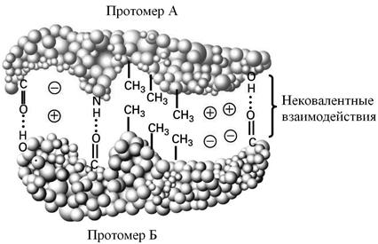 Состав и пространственная организация белковой молекулы - student2.ru