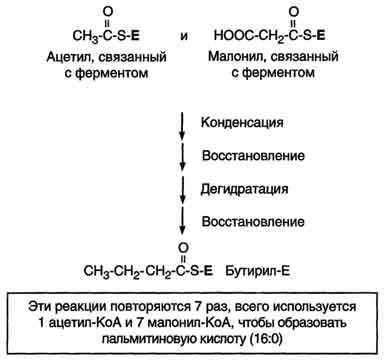 Состав жирных кислот подкожного жира человека - student2.ru