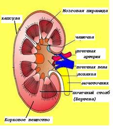 Сосудистый клубочек.Образован 20-40 капиллярными петлями (капиллярная сеть между приносящей и выносящей артериолами), между которыми - особая соединительная ткань – мезангий - student2.ru