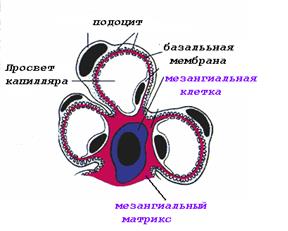 Сосудистый клубочек.Образован 20-40 капиллярными петлями (капиллярная сеть между приносящей и выносящей артериолами), между которыми - особая соединительная ткань – мезангий - student2.ru
