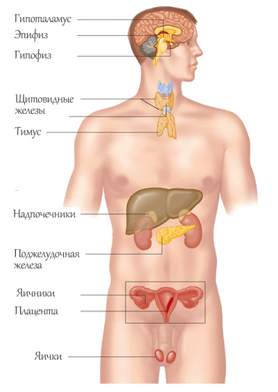 Сосуды большого круга кровообращения - student2.ru