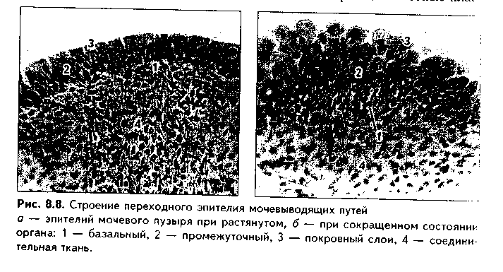 специальные органеллы эпителиальных клеток - student2.ru