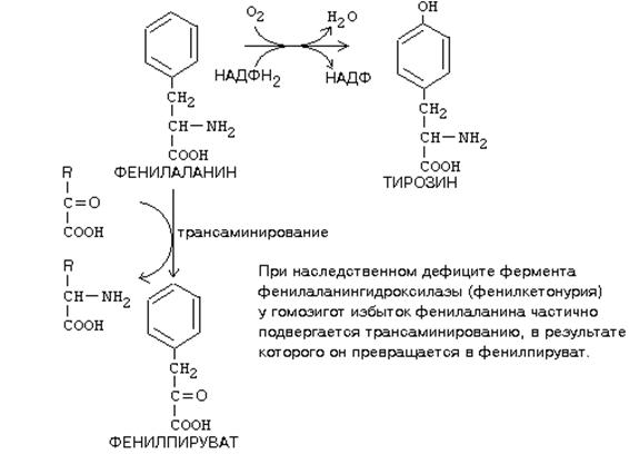 специфические пути обмена отдельных аминокислот - student2.ru