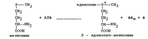 специфические пути обмена отдельных аминокислот - student2.ru