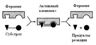 Специфичность действия ферментов - student2.ru