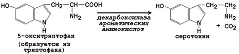 Специфичность действия протеаз - student2.ru