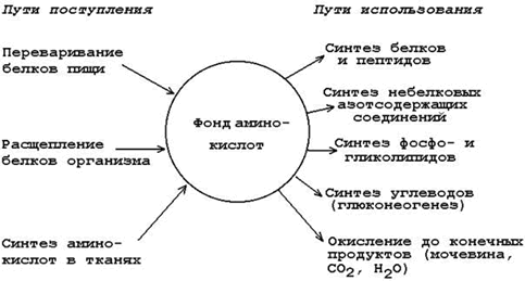 Специфичность действия протеаз - student2.ru