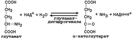 Специфичность действия протеаз - student2.ru