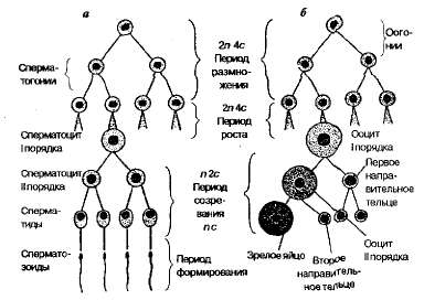 Сперматогенез, фазы и превращение клеток. Биологическое значение полового размножения. - student2.ru