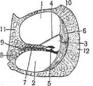 Спиральный осевой канал—canalis spiralis modioli; в нём помещается спи­ральный ганглий. - student2.ru
