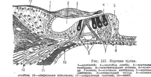 Спиральный осевой канал—canalis spiralis modioli; в нём помещается спи­ральный ганглий. - student2.ru