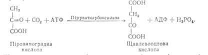 співвідношення між аеробним і анаеробним процесами перетворення вуглеводів в організмі - student2.ru