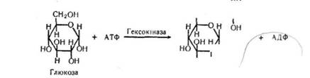 співвідношення між аеробним і анаеробним процесами перетворення вуглеводів в організмі - student2.ru