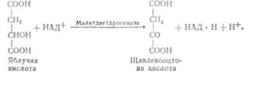 співвідношення між аеробним і анаеробним процесами перетворення вуглеводів в організмі - student2.ru