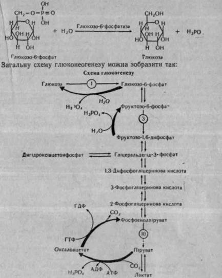 співвідношення між аеробним і анаеробним процесами перетворення вуглеводів в організмі - student2.ru