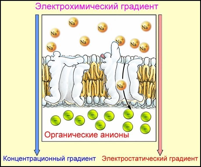 Способы транспорта веществ через мембрану. - student2.ru