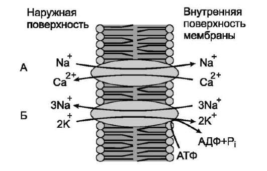 Способы транспорта веществ через мембрану. - student2.ru