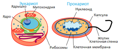 Сравнение прокариотической и эукариотической клеток - student2.ru