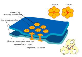 Сравнение прокариотической и эукариотической клеток - student2.ru