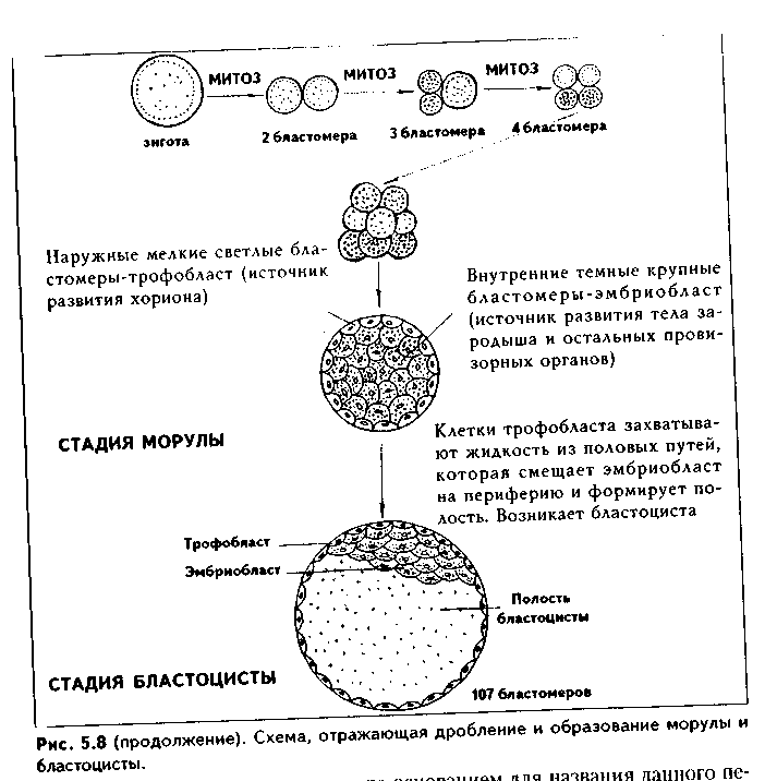 Сравнительная характеристика половых клеток