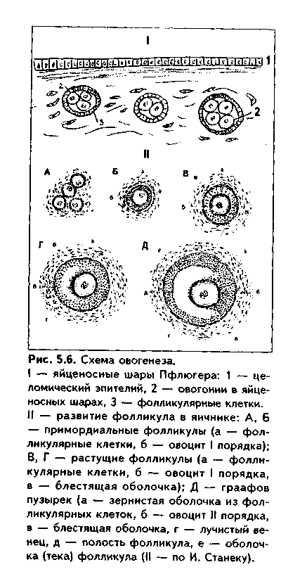 сравнительная характеристика - student2.ru