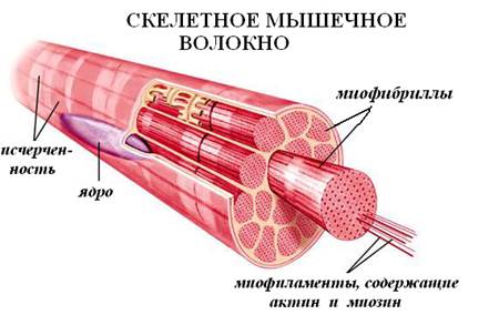 сравнительная характеристика мышечных тканей - student2.ru