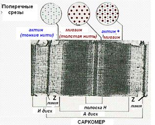 сравнительная характеристика мышечных тканей - student2.ru