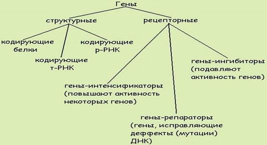 Сравнительная характеристика нуклеиновых кислот - student2.ru