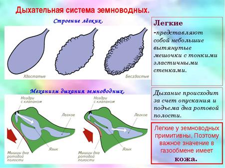 Сравнительная характеристика органов дыхания - student2.ru