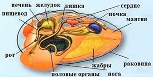 Сравнительная характеристика органов дыхания - student2.ru