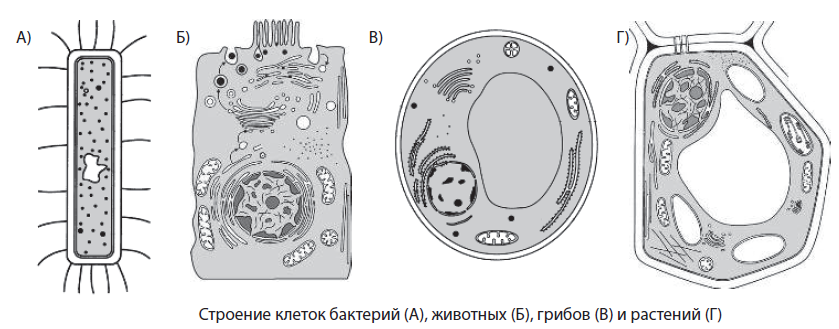 Сравнительная характеристика строения клеток растений, животных, бактерий и грибов - student2.ru