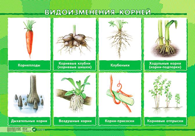 Сравнительная характеристика видоизменений корня - student2.ru