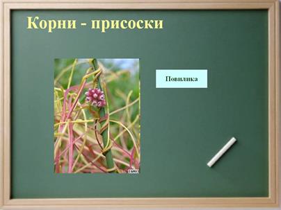 Сравнительная характеристика видоизменений корня - student2.ru