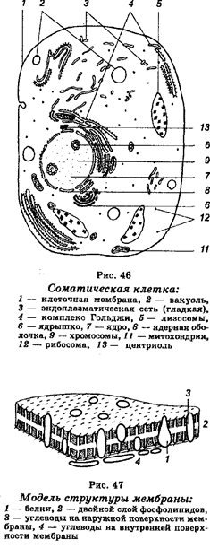 Средние размеры клеток животных и растений - student2.ru