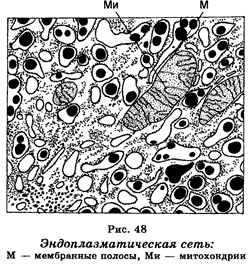 Средние размеры клеток животных и растений - student2.ru