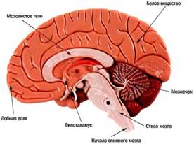 Средний мозг, его строение и функции. Экстрапирамидная система - student2.ru