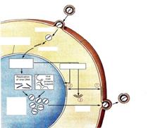 СРС: Аденовирусы. Лабораторная диагностика аденовирусных инфекций - student2.ru