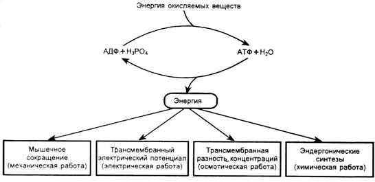 стадии биологического окисления - student2.ru